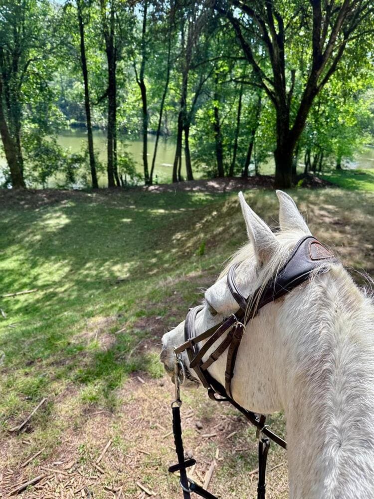 Vista desde el lomo de un caballo tordo hacia un lago entre los árboles